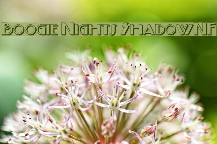 Boogie Nights ShadowNF Font examples