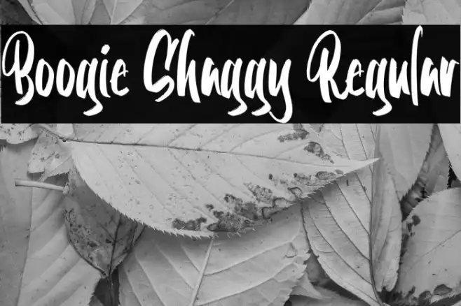 Boogie Shaggy Regular Example 3