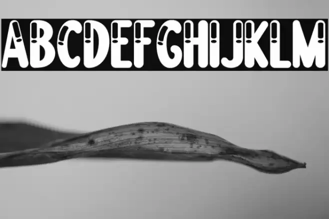 Boogie worth Three Font examples