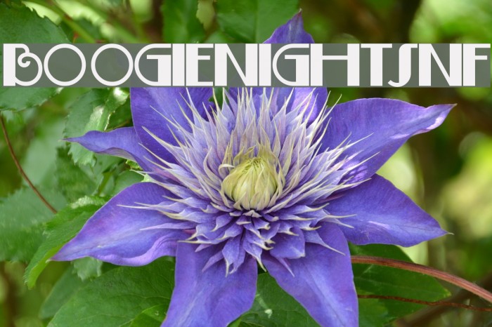 BoogieNightsNF フォント examples