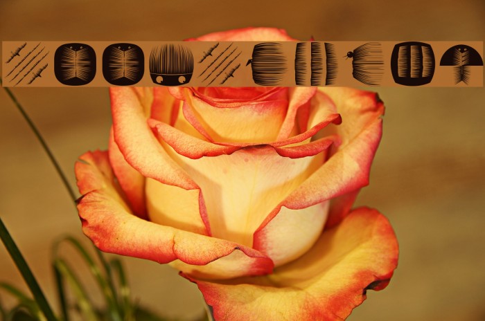 BookBeings Example 2