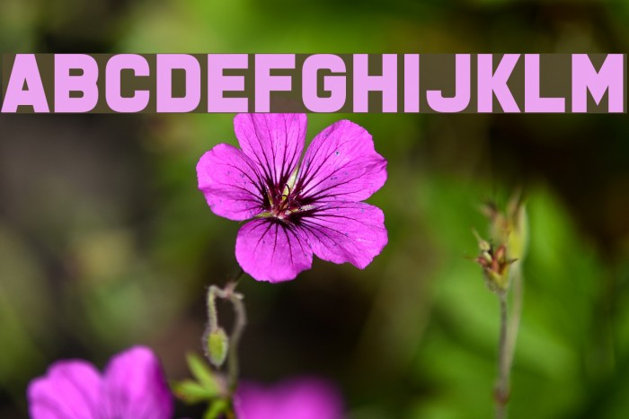 Boomer Tantrum Font examples