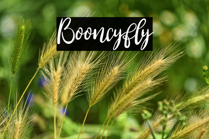 Booncyfly Example 2