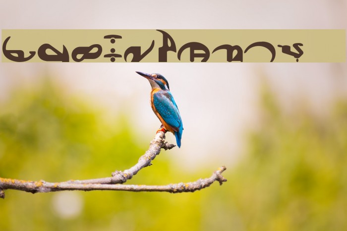 Boonta Font examples