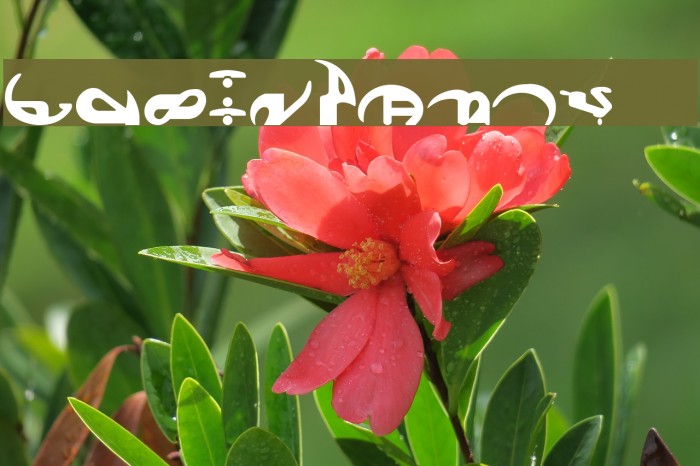 Boonta Font examples