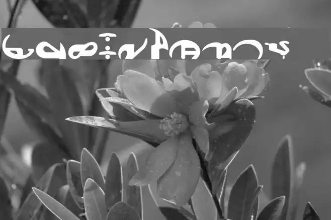 Boonta Example 2