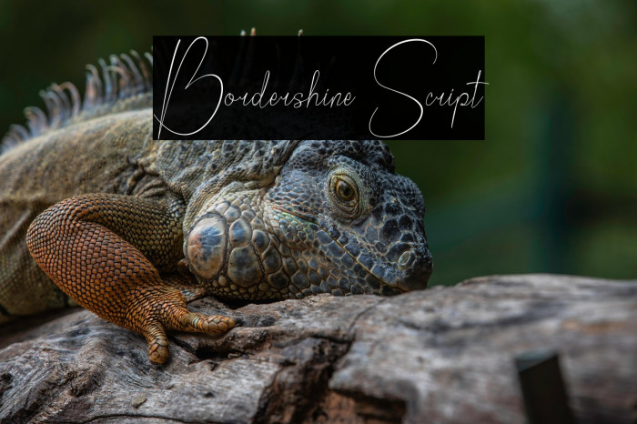 Bordershine Script Example 1