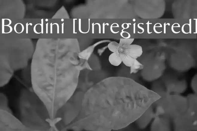 Bordini [Unregistered] Шрифта examples
