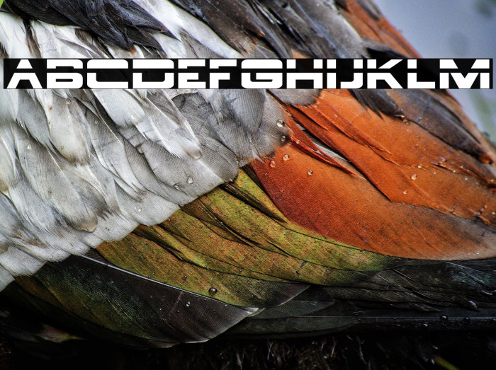 BorgNine-Regular Example 1