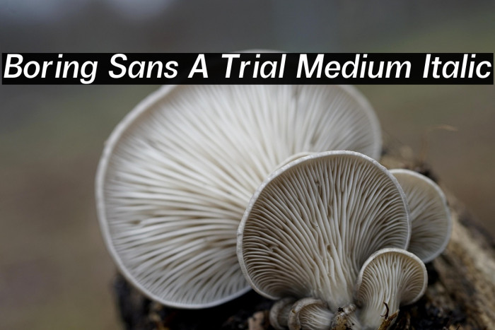 Boring Sans A Trial Medium Italic Example 2