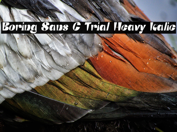 Boring Sans C Trial Heavy Italic Example 3