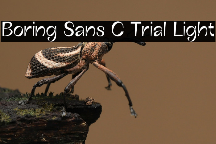 Boring Sans C Trial Light Example 2