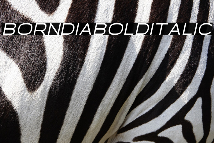 Borndia Bold Italic Example 1