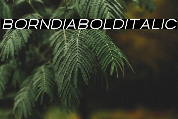 Borndia Bold Italic Example 2