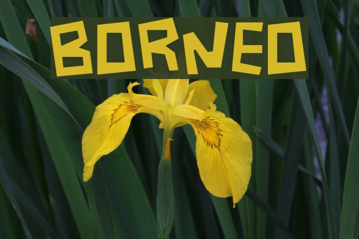 Borneo Font examples