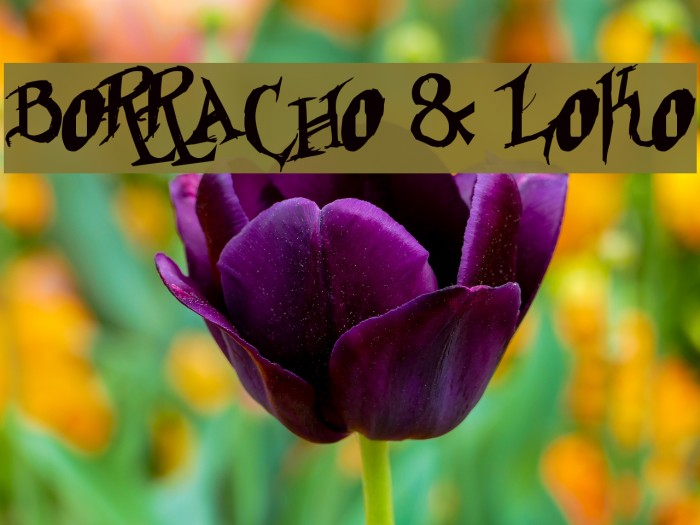 Borracho & Loko フォント examples