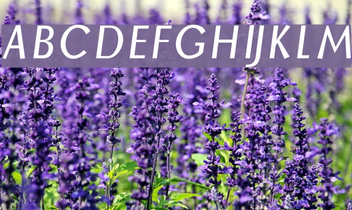 Borzoi BoldItalic Example 1