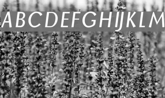 Borzoi BoldItalic Font examples