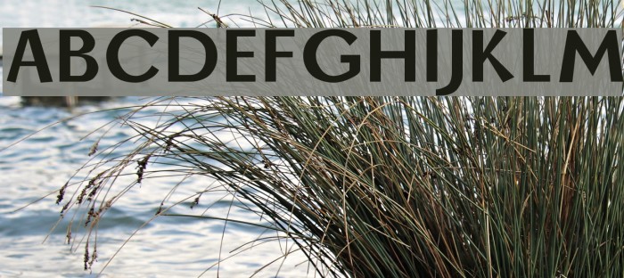 Borzoi Bold Example 1