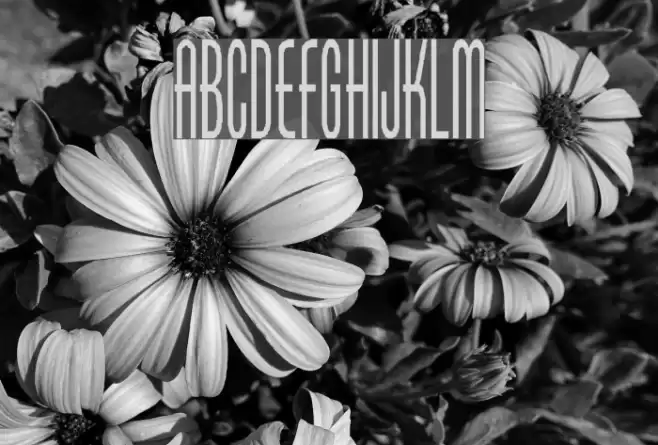 Borzoi Medium Font examples