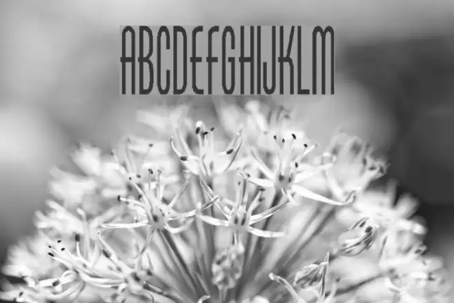 Borzoi Medium Font examples