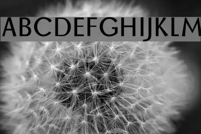 BorzoiRegular Font examples