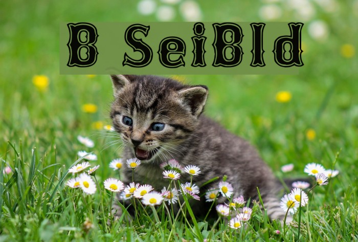 Bosox SemiBold Font examples