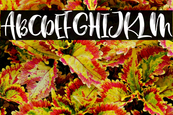 BostonBruins script font duo Regular Example 1