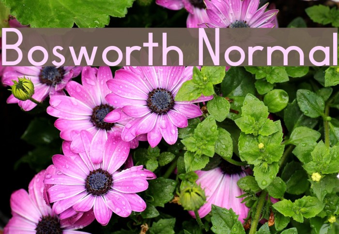 Bosworth Normal Font examples