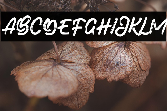 BotadeFREE Example 1