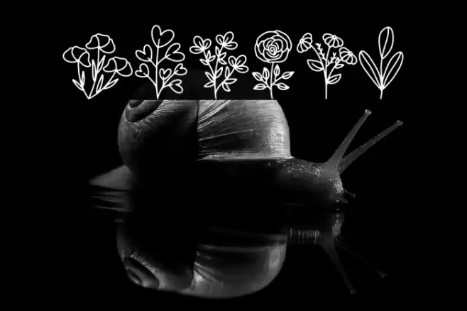 Botani Font examples