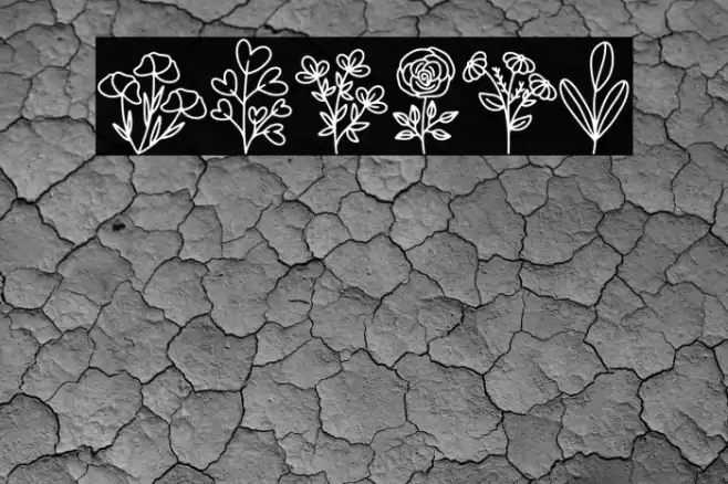 Botani Font examples