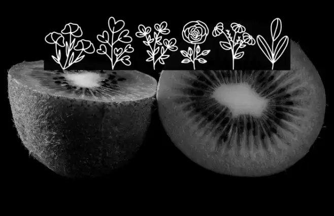 Botani Font examples