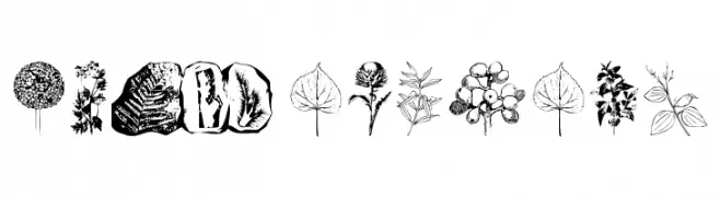 Botanicals  Скачать бесплатные шрифты