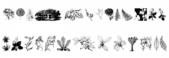 Botanicals Font Litere mari