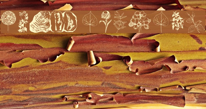 Botanicals Example 1