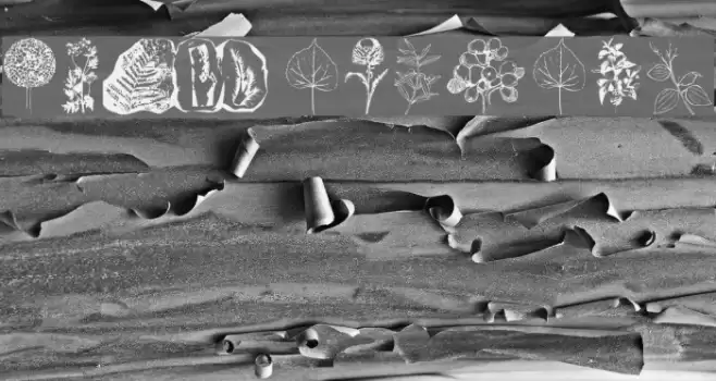 Botanicals Font examples