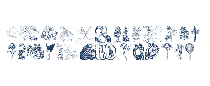 Botanicals Lowercase