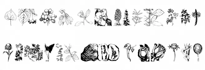 Botanicals Caratteri MINUSCOLO