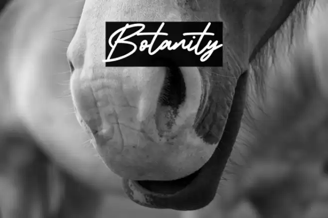 Botanity フォント examples