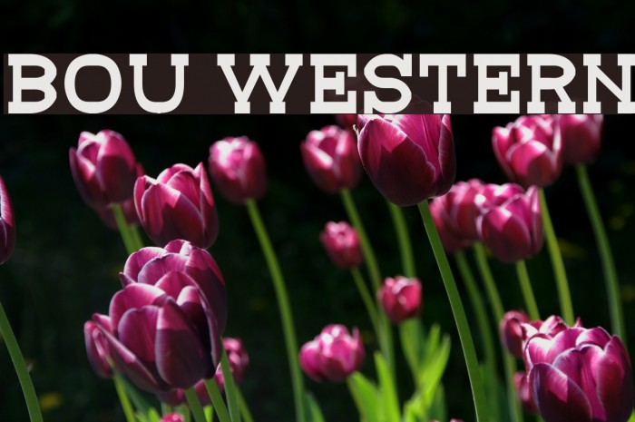 Bou Western Font examples