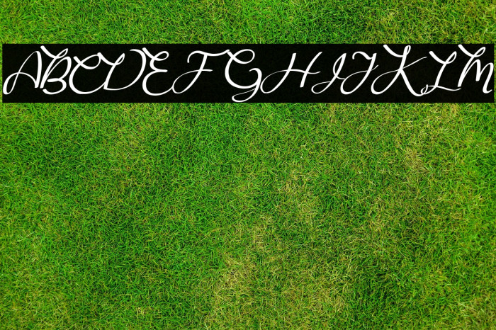 Bougainvillea Example 2