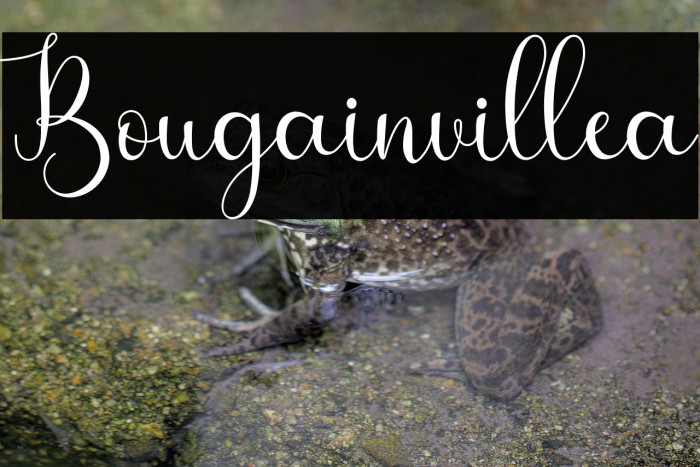 Bougainvillea Example 3