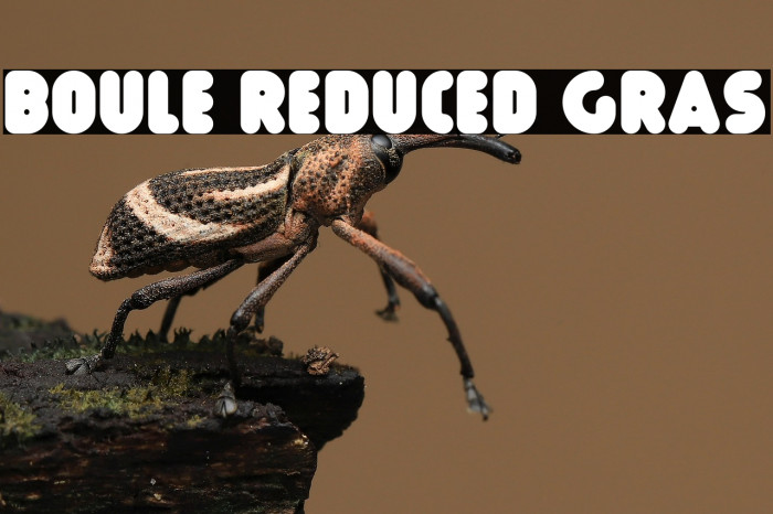 Boule Reduced Gras Example 3