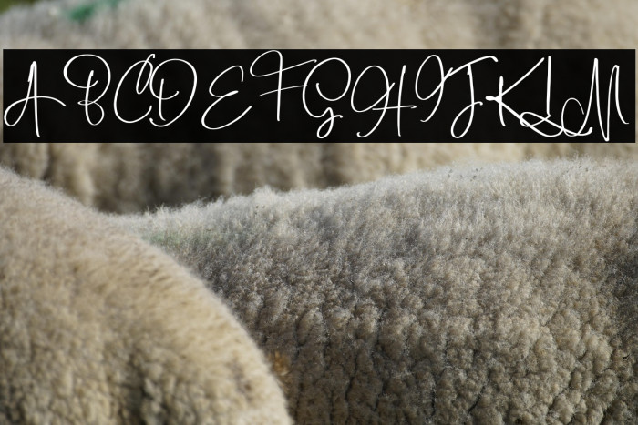 BoulevardScriptDEMO-Regular Example 1