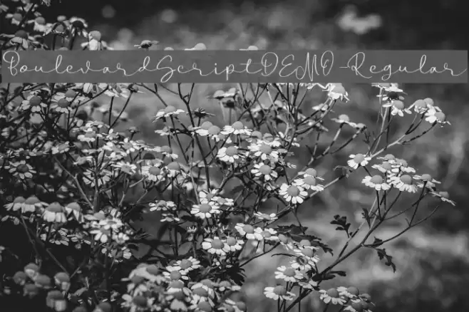 BoulevardScriptDEMO-Regular Font examples