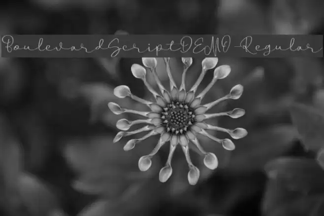 BoulevardScriptDEMO-Regular Font examples