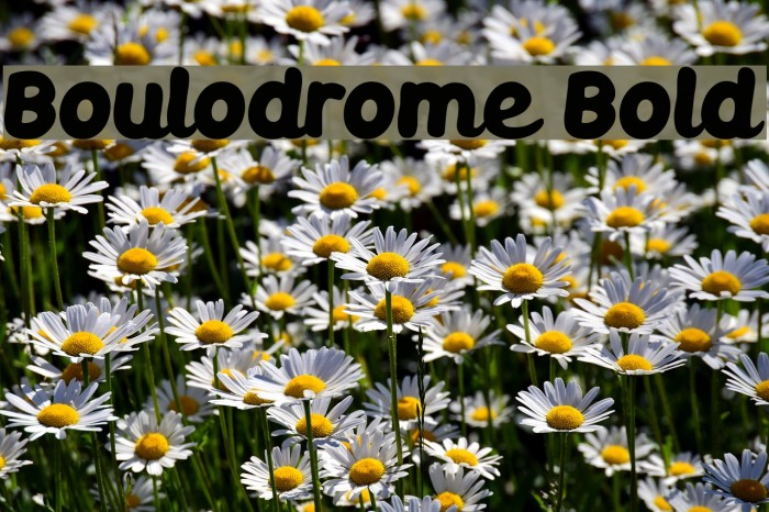 Boulodrome Bold Font examples