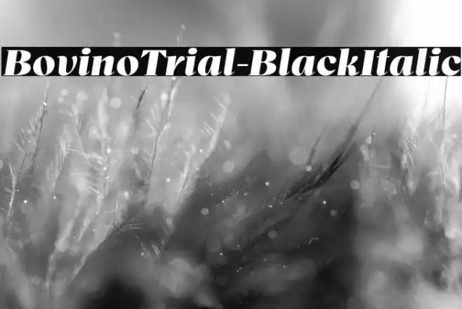 BovinoTrial-BlackItalic Font examples