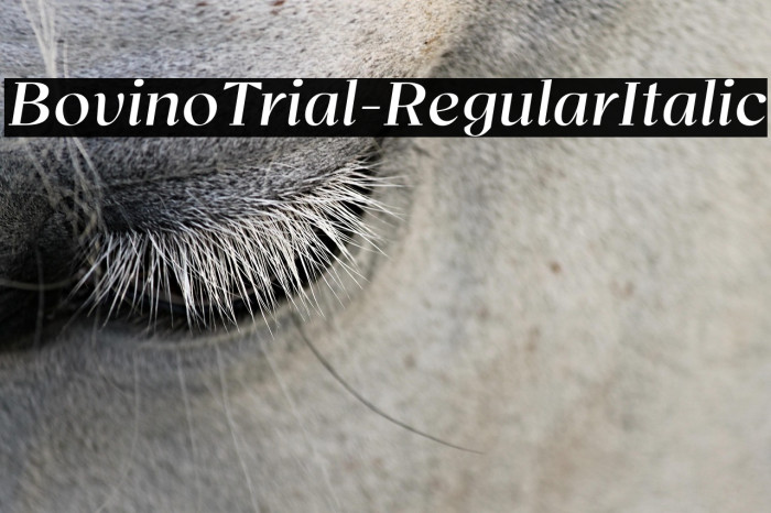 BovinoTrial-RegularItalic Example 3